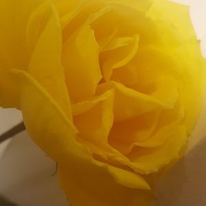 Meet your Posher, Jeanne